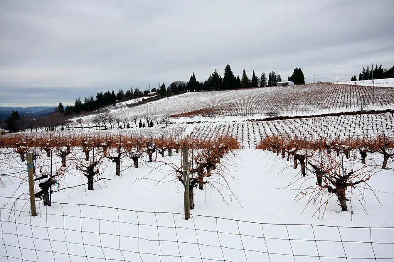 Marquette Weather: Inside the Gritty, Grape-Stained World of New Hampshire Winter Winemaking